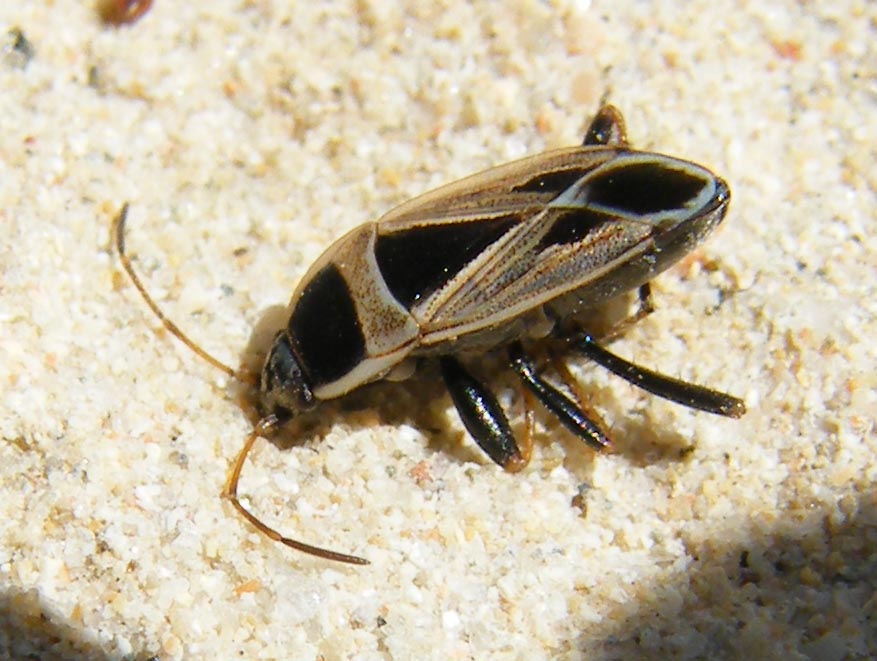 Lygaeidae: Rhyparochromus saturnius di Sardegna